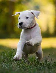 Dogo argentino